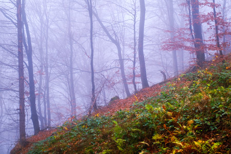 Early morning in the beech forest with fog, Cindrel mountains, Romaniaの写真素材