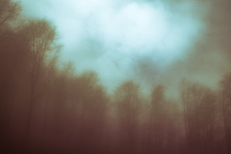 Early morning in the beech forest with fog, Cindrel mountains, Romaniaの写真素材