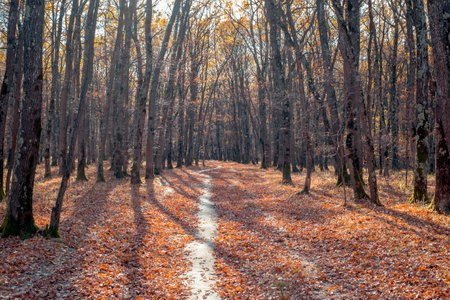 empty path through the forestの写真素材