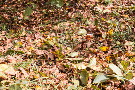 fallen walnuts in the grassの写真素材