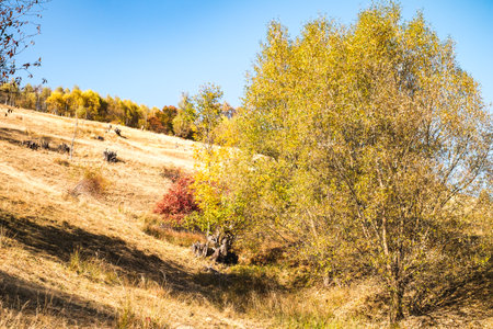 hills in the fall season, Fantanele village, Sibiu county, Romaniaの写真素材