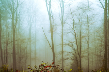 Early morning in the beech forest with fog, Cindrel mountains, Romaniaの写真素材