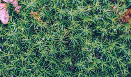 forest moss with the drops of waterの写真素材