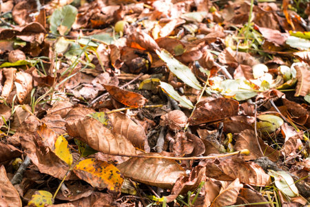 fallen walnuts in the grassの写真素材