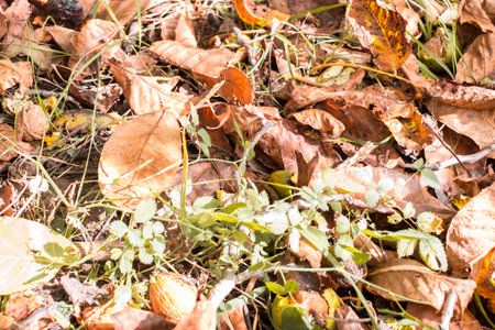 fallen walnuts in the grassの写真素材