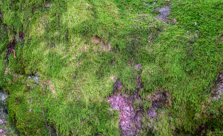 moss on the bark of the treeの写真素材