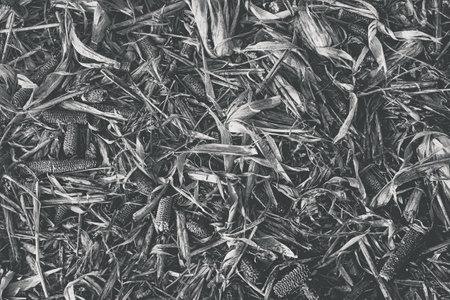 Leftover corn cob after threshingの写真素材