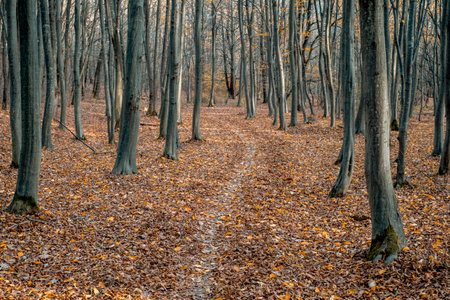 empty path through the forestの写真素材