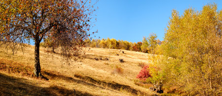 hills in the fall season, Fantanele village, Sibiu county, Romaniaの写真素材