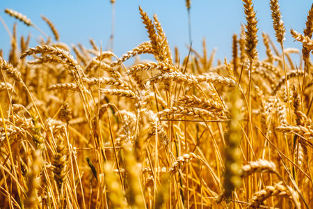 golden wheat field close viewの写真素材