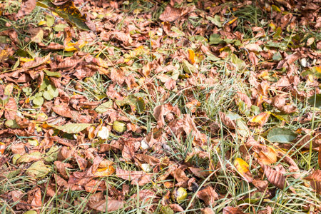 fallen walnuts in the grassの写真素材