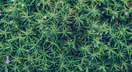 forest moss with the drops of waterの写真素材