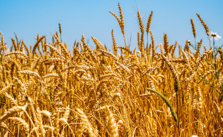 golden wheat field close viewの写真素材