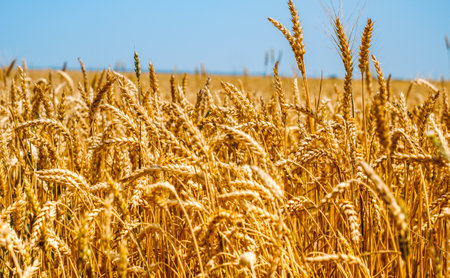 golden wheat field close viewの写真素材
