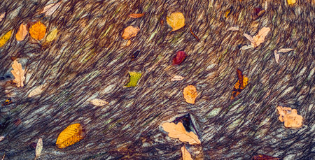 Polluted water with algae and autumn leavesの写真素材