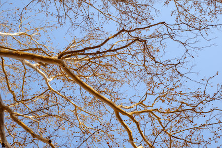orange empty branches on blue skyの写真素材