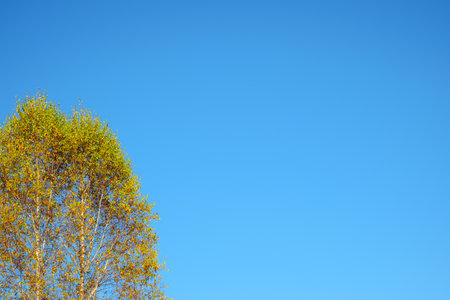 poplar with autumn leaves on the open skyの写真素材