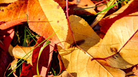 red autumn leaves fallen to the ground