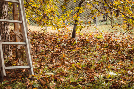 a ladder on the walnut treeの写真素材