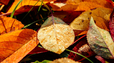 red autumn leaves fallen to the groundの写真素材