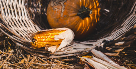 pumpkin and corn in wicker basketの写真素材