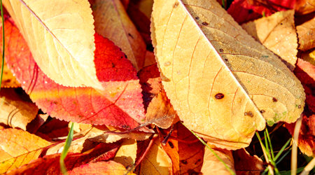 red autumn leaves fallen to the groundの写真素材
