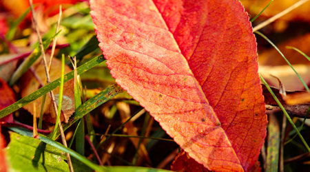 red autumn leaves fallen to the groundの写真素材