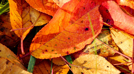 red autumn leaves fallen to the ground
