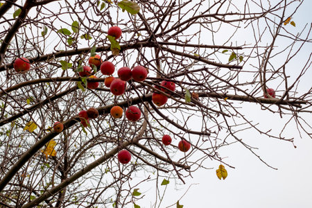 red apples on the branches of the tree