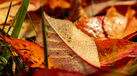 red autumn leaves fallen to the ground