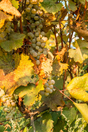 ripe grapes black and white in the vineyardの写真素材