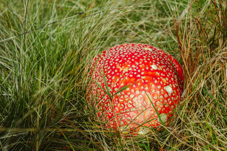 poisonous red mushrooms in the grassの写真素材