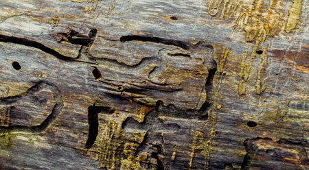 Termites eat old and decayed wooden planks