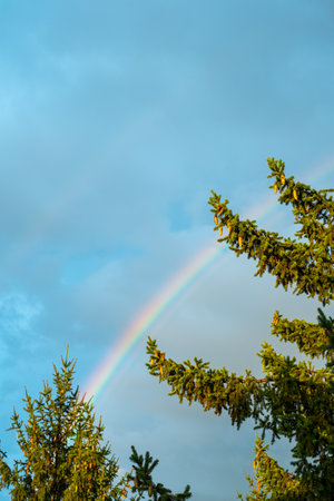 rainbow in the sky with fir green treesの写真素材