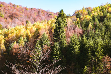 through the autumn beech forest, Cindrel mountains, Romaniaの写真素材
