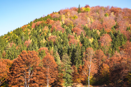 through the autumn beech forest, Cindrel mountains, Romaniaの写真素材