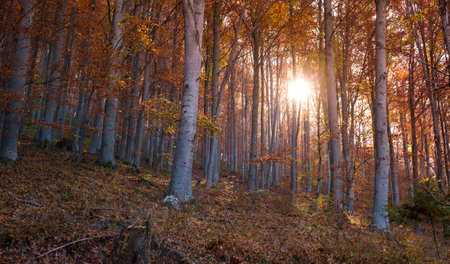 through the autumn beech forest, Cindrel mountains, Romaniaの写真素材