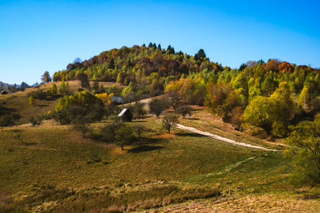 through the autumn beech forest, Cindrel mountains, Romania