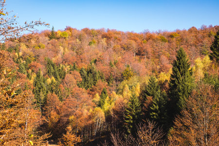 through the autumn beech forest, Cindrel mountains, Romaniaの写真素材