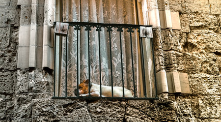A dog sleeping in a window at a Maltese house in Mdina city, Maltaの写真素材