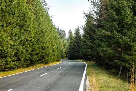 the empty road between the pine treesの写真素材