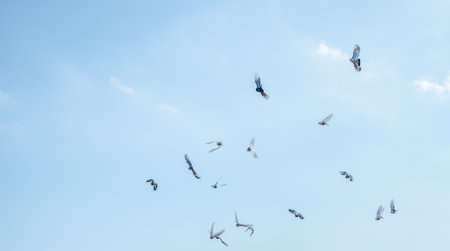 seagulls in flight on blue sky