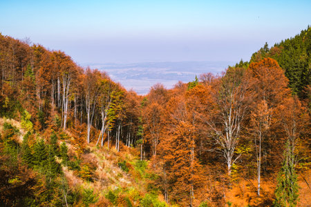 through the autumn beech forest, Cindrel mountains, Romaniaの写真素材