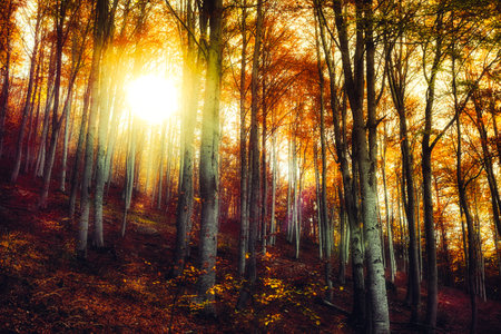 through the magic fall beech forestの写真素材