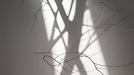 Minimalistic abstract gentle light background for product presentation with light and intricate shadow from tree branches on wallの素材