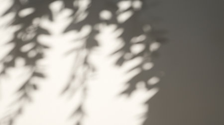 Minimalistic abstract gentle light background for product presentation with light and intricate shadow from tree branches on wallの素材