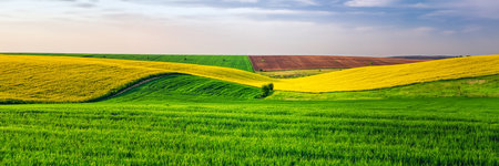 Agricultural fields with Yellow rapeseed field against the blue cloudy skyの写真素材