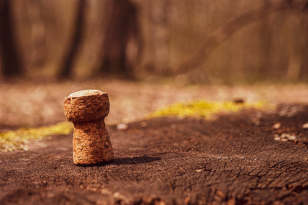 a cork plug on a tree with lichensの写真素材