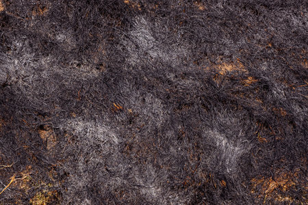 Burnt forest floor undergrowth with grass and ash, forest fireの写真素材