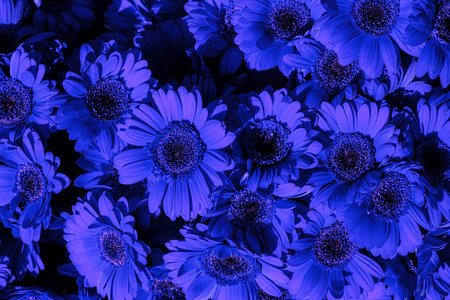 blue Gerbera flowers blossom backgroundの写真素材